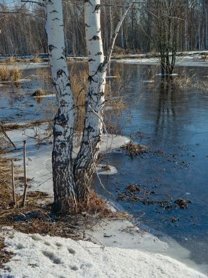 Laulun kuva